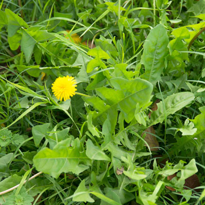 Dandelions and other non-grassy and grassy winter weeds can look this bad within the next two months if you don’t make effort to stop them.