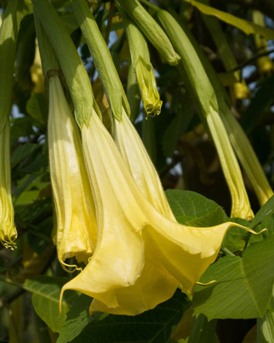 Brugmansia in a large pot in the Sperry home landscape. At 8 ft. tall, the plant eventually outgrew my room to keep it over the winters. (It is winter-hardy in South Texas, but not in DFW where we live).