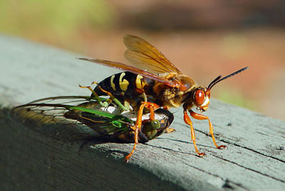 Cicada killer with its prey