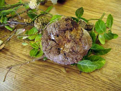 Here is another photo of crown gall from the Plant Pathology website of Iowa State University. Photo was by Bob Dodds.
