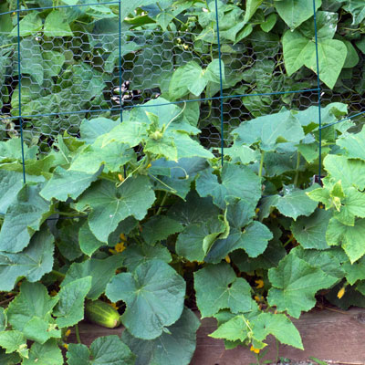 Cucumbers being grown on alternate support – a low fence of chicken wire for support.