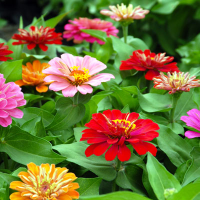 ‘Dreamland’ zinnias have been popular over the years. Not as tall as some of the others, their flowers are still very showy.