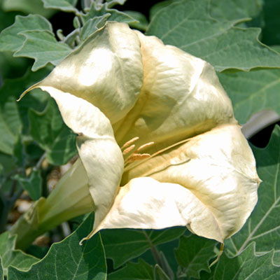 Moonflower is both a noxious weed and a loved garden flower, but plant it with caution.