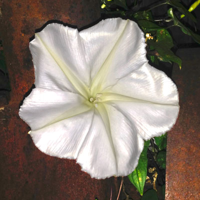Moonvine grows much like its cousin, morning glory, but it blooms freely all night from mid-summer until frost.