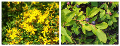 St. Johnswort (Hypericum perforatum) and native huckleberry. Click for larger view of photos.