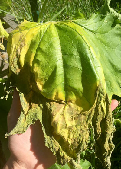 Results of damage of squash vine borers