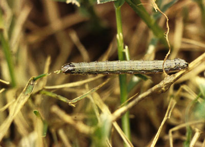 Armyworms feed on bermudagrass blades. (Photo courtesy Texas A&M Entomology)