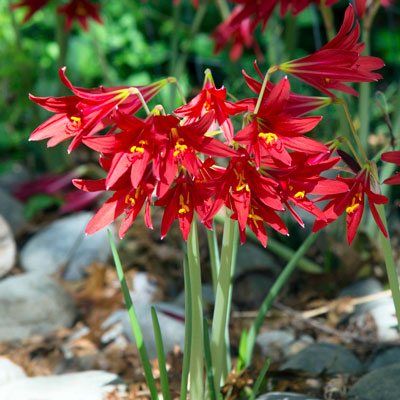 15 Blooming size Oxblood lily heirloom bulbs Red flowers