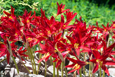 Photo: These blooms are from bulbs bought on eBay. Search “oxblood lilies,” but hurry – there were only six listings at “press time.”