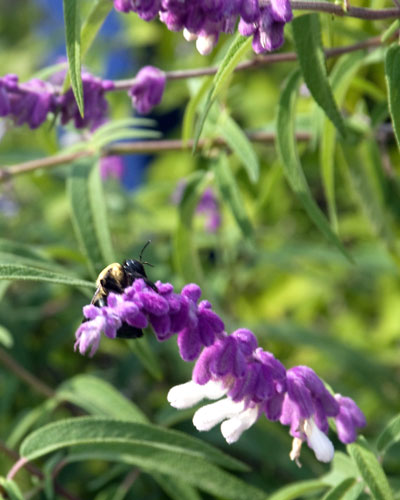 Photo: This plant is a magnet for bees, hummingbirds and even migrating Monarch butterflies. You’ll love the beauty it brings to your garden.
