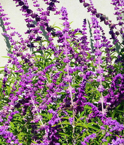 3- to 5-foot tall plants with rich purple spikes are extremely showy in the fall garden.