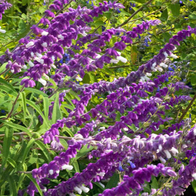 Grow Mexican bush sage alongside compatible purples such as purple fountaingrass, purpleheart and purple ornamental sweet potatoes, then contrast it against bright yellows for a dazzling show.