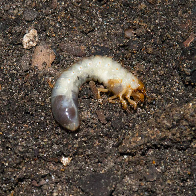 Photo: One lonely white grub worm won’t do a lot of damage. But when you find 65 per square foot (the most I ever found – on LaManga Drive in Richardson in 1973), you’re in for big trouble.