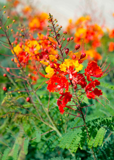 Photo: Pride of Barbados brings a real tropical look to its surroundings.