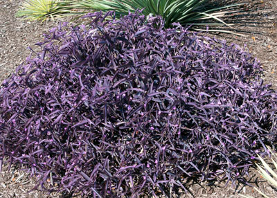 Photo: Not many plants are this purple for this long every year. Purpleheart makes an unusual perennial groundcover.