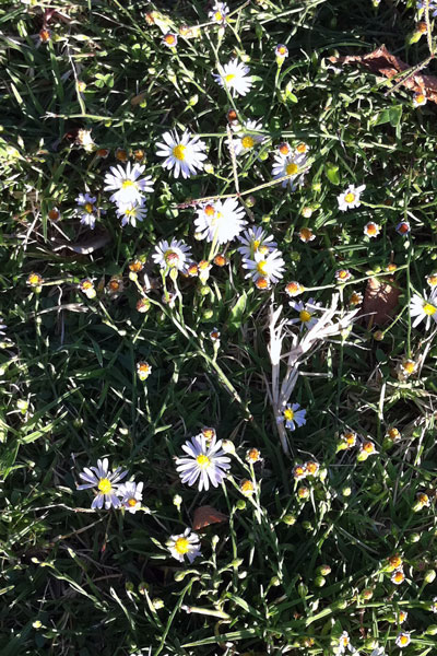 Photo: Roadside aster is one of the common sights of fall lawn care. You can spray it, but you can also encourage your turfgrass to crowd it out.