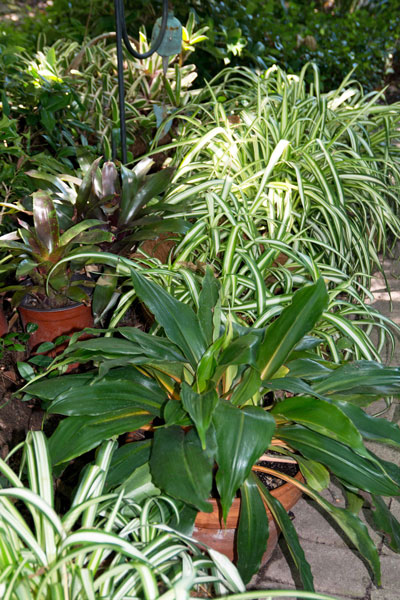Photo: Every gardener accumulates tropical plants over a summertime. It’s time to start deciding how best we can save them this winter.