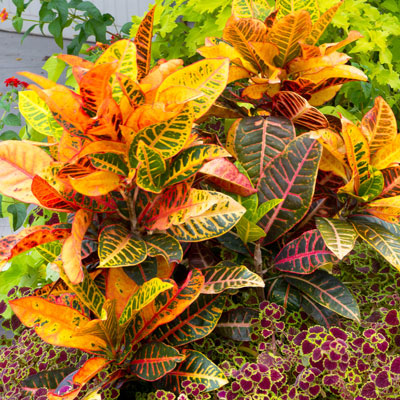 This attractive mix of crotons, coleus and ornamental sweet potatoes is all in the ground, being used strictly as annuals.