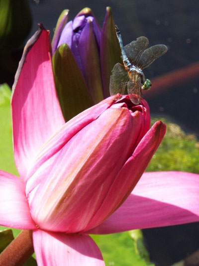 Your lagniappe: Dragonflies love the waterlily collection, too!