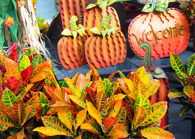 Photo: Nurseries are filled with eye-grabbing crotons and other fall delights.