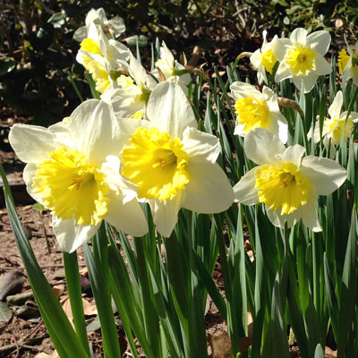 Ice Follies daffodils bloom for probably 20th straight spring in Sperry gardens