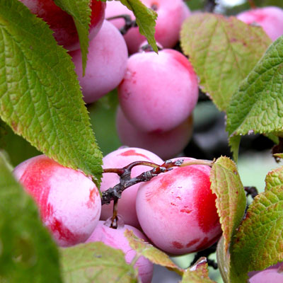 Mexican plum fruit is colorful in the fall garden.