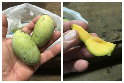 Pawpaws are the largest edible fruit native to North America.