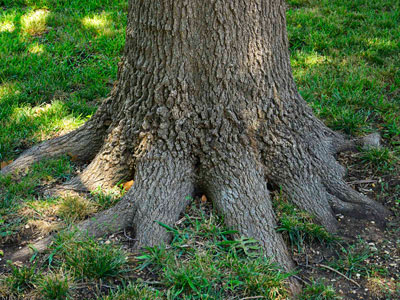 Photo: Surface roots of Shumard red oaks, live oaks and many other trees can put people on edge.