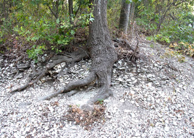 Photo: You can really see the importance of a tree’s shallow surface roots when you look at this red oak existing on little more than white rock.