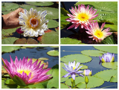 Just a few of the hundreds of insanely beautiful waterlilies in the collection. Visit www.internationalwaterlilycollection.com for details.