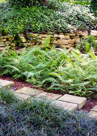 Photo: This is some of the heaviest shade in our landscape, and mondograss takes its place right in with woodferns.