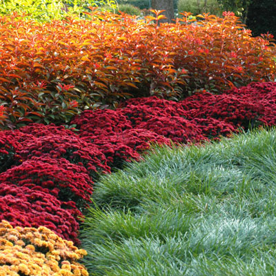 Photo: Raised bed showcases firebush in back and garden mums in full bloom.