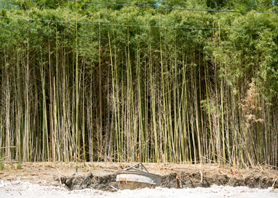 Photo: Golden bamboo
