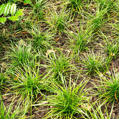 Photo: New clumps of mondograss two months after planting.