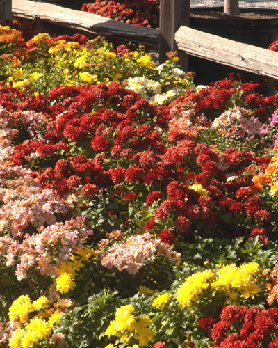 Mums For Fall Color Neil Sperry S Gardens,Red Tail Fox Pet