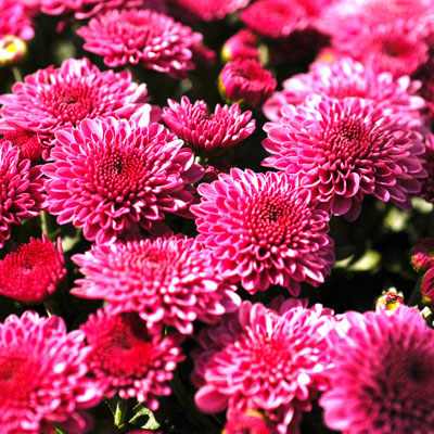 Photo: Purple garden mums would be stunning alongside purple fountaingrass, Blackie ornamental sweet potato and almost anything else!