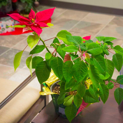 Photo: This poor poinsettia had too much light from one side of its room, so only half of it came back into flower.