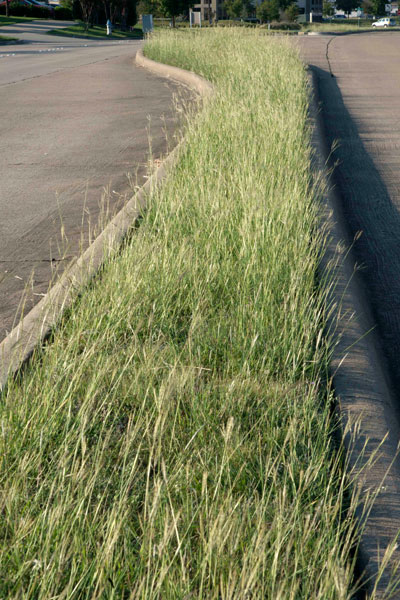 Photo: This is how thick KR bluestem can become. This is a city median in the Metroplex, but unless you’re careful, it could also be your own home lawn.