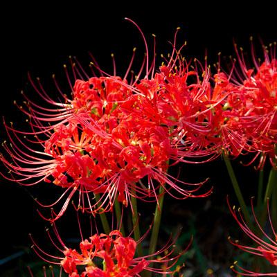 Spider lilies in bloom have always reminded me of a big fireworks show.