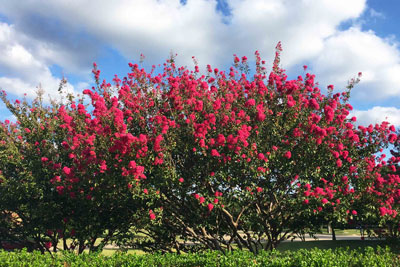 Photo: There are perhaps 25 crape myrtles, all of this same unknown variety, that were blooming around Legacy Bank, Walgreens and on Redbud at US 380 in McKinney just five days ago. This grouping prompted me to say, “Lynn, I gotta have a photo. Let’s turn around.”