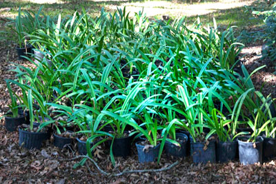 Photo: These are our plants ready for relocating into several parts of our gardens. They should be handsome come spring!