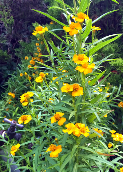 Photo: Mexican mint marigold has been flowering reliably for the past 20 autumns in this spot in the Sperry home garden. We love it!