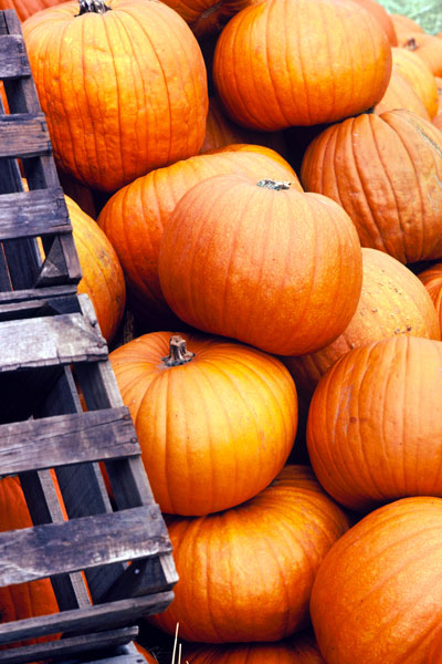 Photo: Right out of the crates, pumpkins are ready to sell.