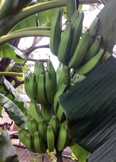 Photo: An especially nice fruit set for a home-garden banana, but it probably won’t have time to mature.