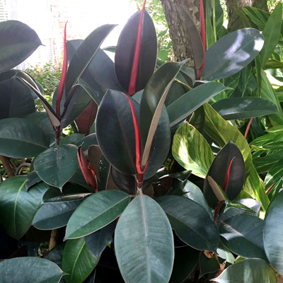 Photo: Rubber plants are huge plants in nature. They eventually outgrow our space for them indoors and have to be pruned.