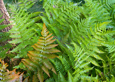 Photo: Autumn fern ‘Brilliance’ develops a bronze tone as it toughens up for winter.