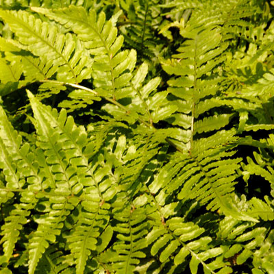 Photo: Regular autumn fern is a 12-month winner for shade beds in the landscape.