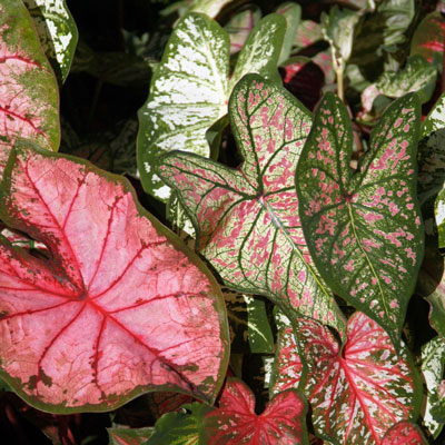 Photo: Can caladiums survive the winter out in your landscape?