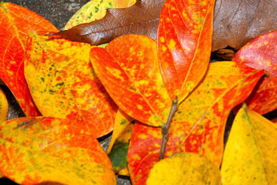 Photo: Fallen crape myrtle leaves give evidence of the intensity of their fall colors in a “good year.”