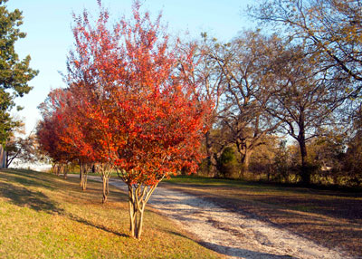 Photo: An old planting of pink-flowering crape myrtles were colorful several times during the summer. Their encore performance for fall concludes with brilliant red foliage. Photo taken along a rural Collin County road.